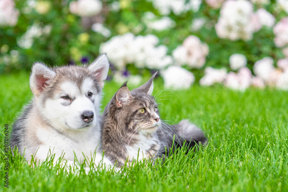 Portrait of a alaskan malamute puppy and adult maine coon cat on green summer grass. Empty space for text
