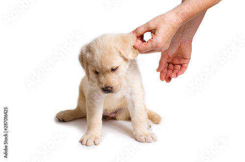 Fototapeta Naklejka Na Ścianę i Meble -  Cute labrador puppy isolated on white background