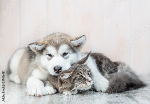 Alaskan malamute puppy embracing adult maine coon cat at home