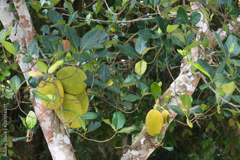 Durian tropical fruits on tree in Thailand. Durian tropical fruits on tree in Thailand.
