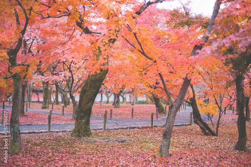 Autumn Red Leaf Scenery of Kyoto Temple  Japan