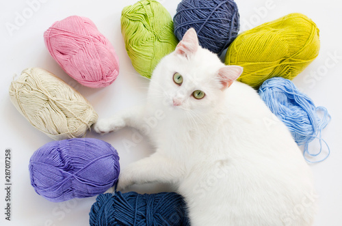 White kitten with balls of threads. little kitten on white background.