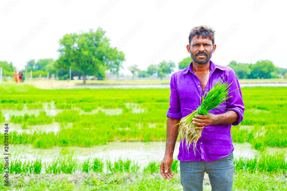 Fototapeta premium Indian labor holding rice field in farm