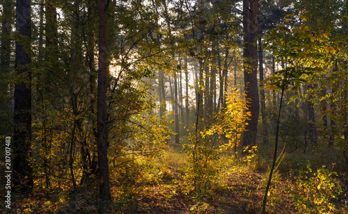 Forest. Sunny morning. Nice autumn weather. Beautiful autumn colors. © Mykhailo