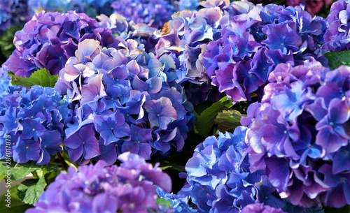 blue hydrangea flowers  purple. 