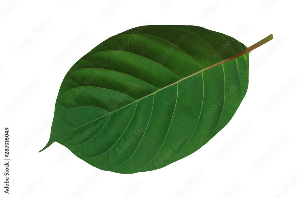 Obraz premium green​ leave​ isolated​ on​ white​ background.