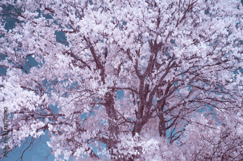 Infrared photo of tree and branches. Fine art photo of contrasting colors.