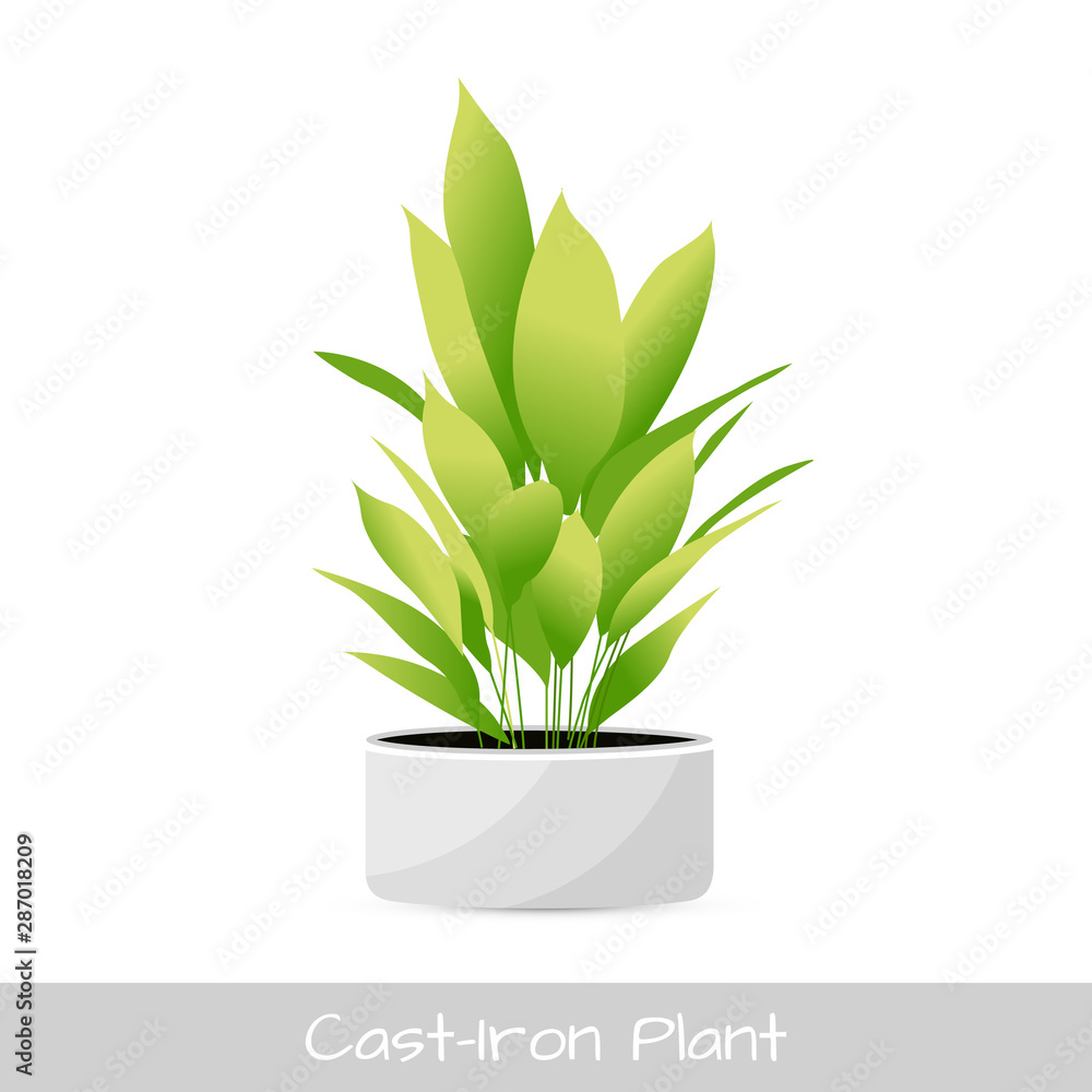 Aspidistra isolated. Vector Illustration Aspidistra isolated. Vector Illustration
