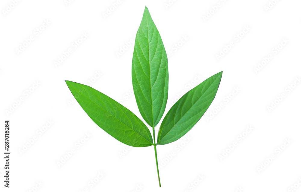green​ leaves ​isolated  with​ white​ background.​ 