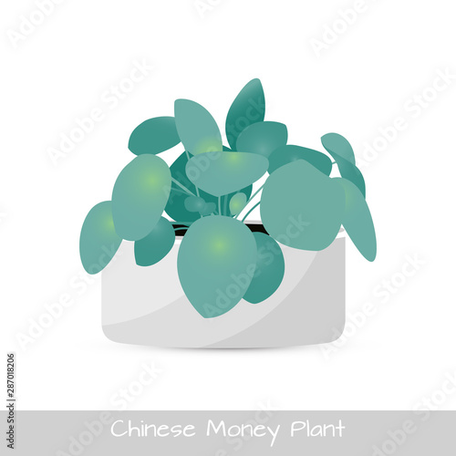 Chinese money plant isolated. Vector Illustration
