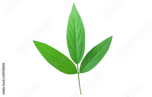 green​ leaves ​isolated with​ white​ background.​ 