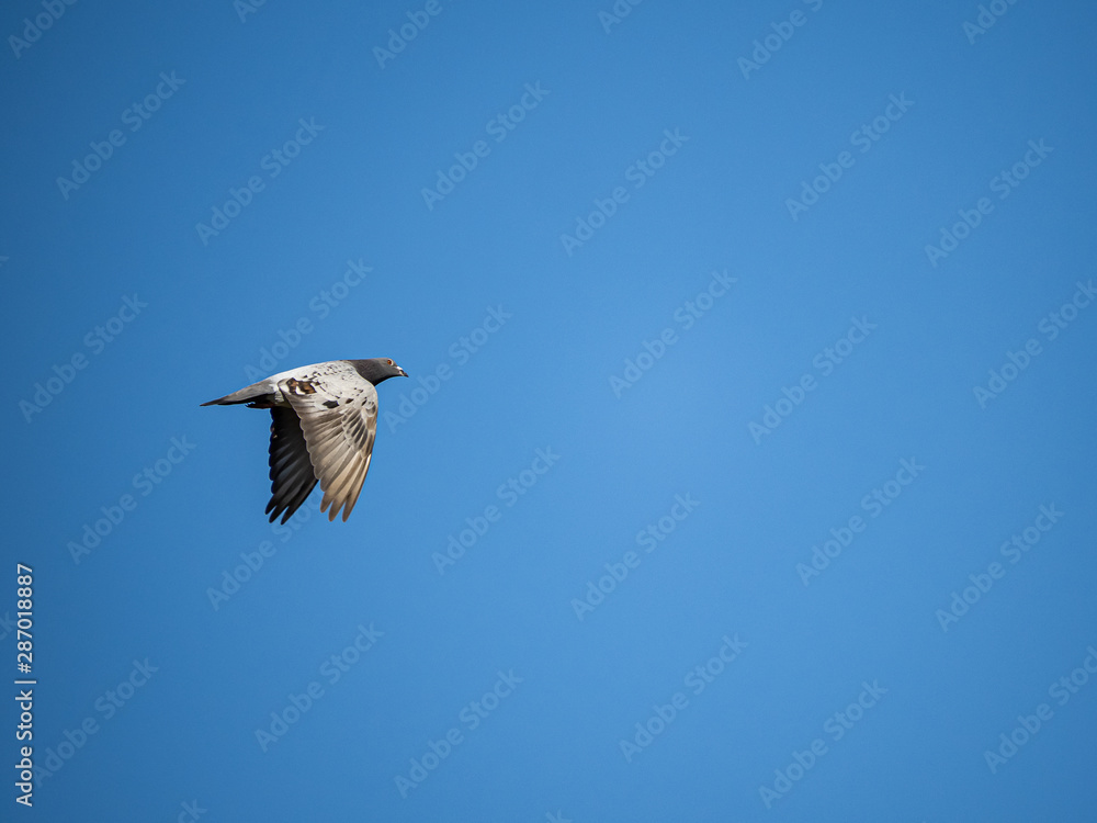 Japanese pigeon in blue sky Japanese pigeon in blue sky