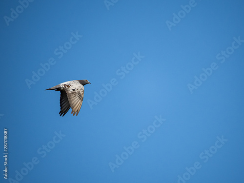 Japanese pigeon in blue sky © Hanstography