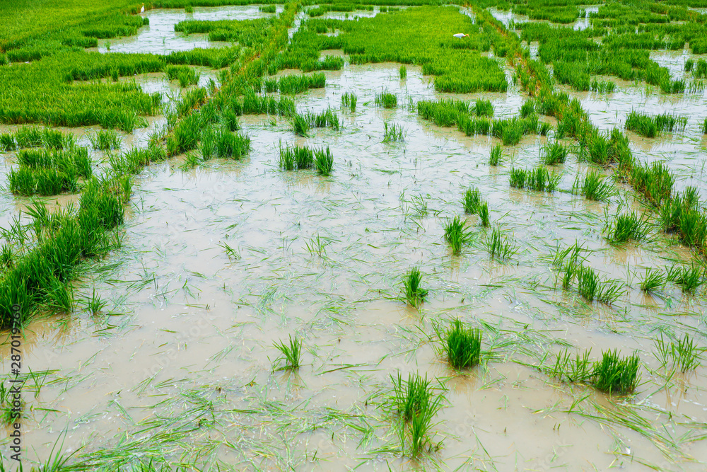 Rice field on landscape background in India Rice field on landscape background in India