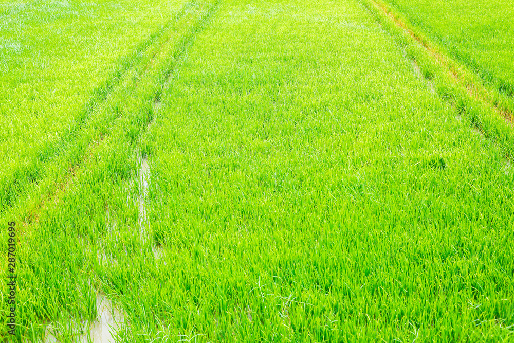 Rice field on landscape background in India Rice field on landscape background in India