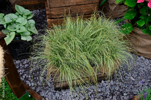 Close up of the Carex 'Frosted Curls' in a container photo