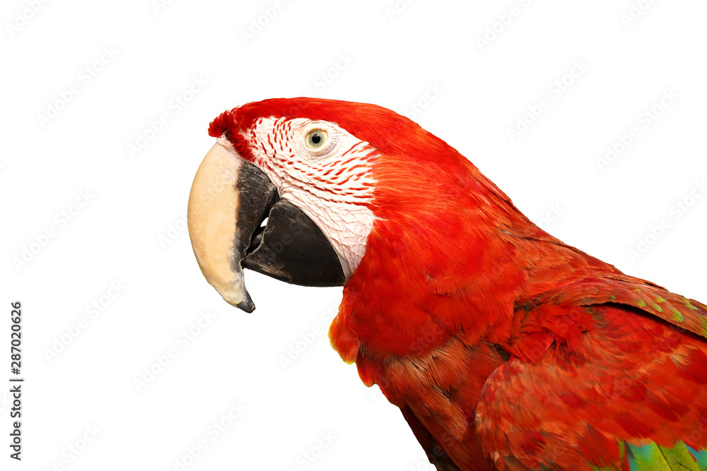 Obraz premium Portrait of amazon red macaw parrot on white background 