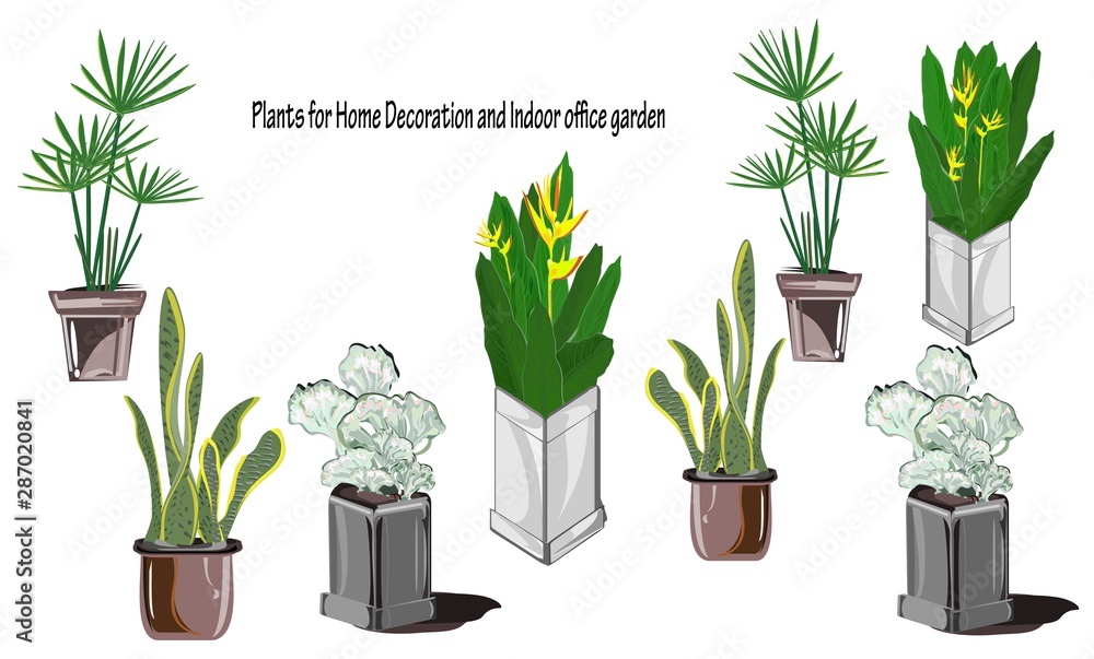 Set of plants in pots for home and garden decoration, indoor office, bamboo  palm, heliconia, cactus, snake plant, vector illustration, line drawing  ilustración de Stock | Adobe Stock