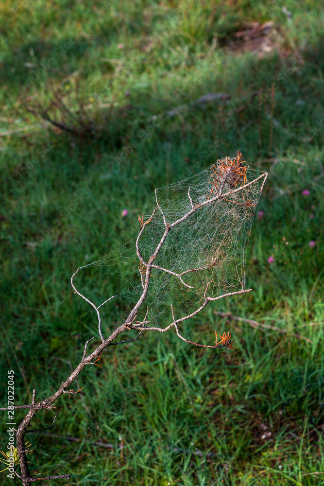 A spider web on a branch