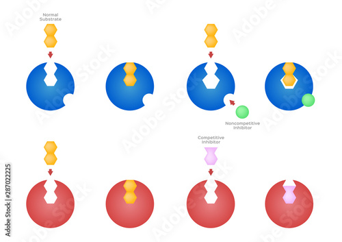 enzyme inhibitor / competitive and noncompetitive vector