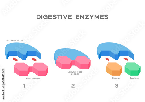 digestive enzyme vector