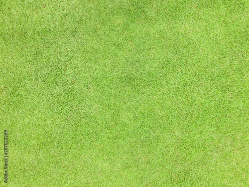 Natural grass texture pattern background golf course turf from top view with authentic grassy lawn for environmental backdrop in yellow green © Chinnapong