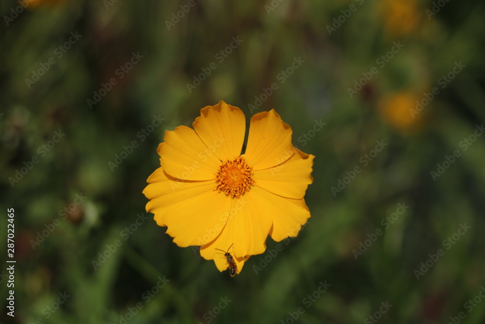 beautiful garden flowers beautiful garden flowers