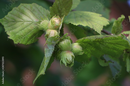 hazelnuts on branches