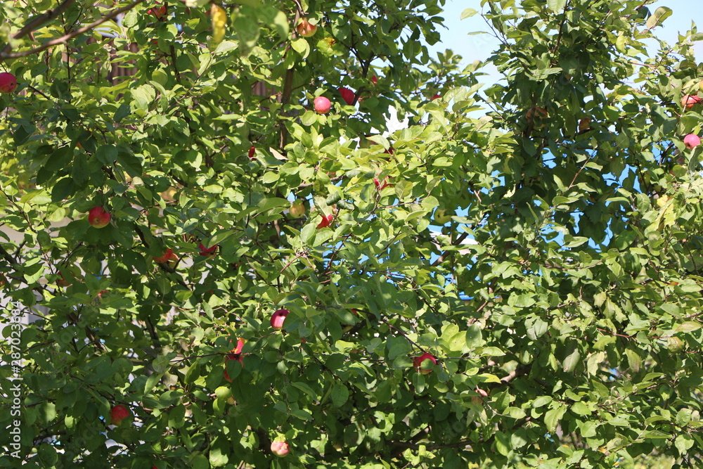 ripe apples on tree