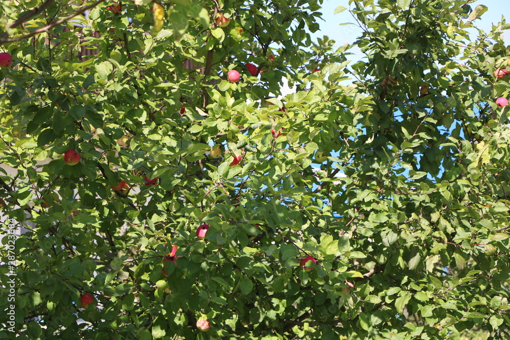 ripe apples on tree ripe apples on tree