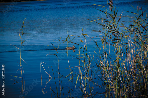 gray ducks by the lake in the bushes