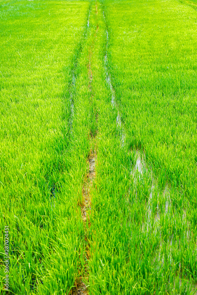 Green wheat field in Indian farm Green wheat field in Indian farm
