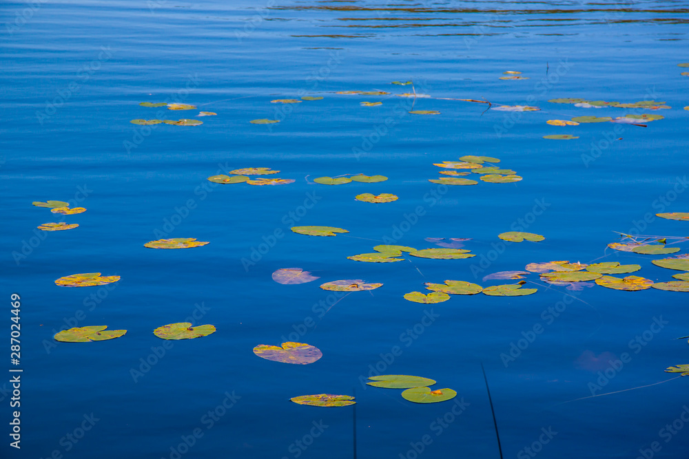 leaves of lake water lilies on the surface of the water leaves of lake water lilies on the surface of the water