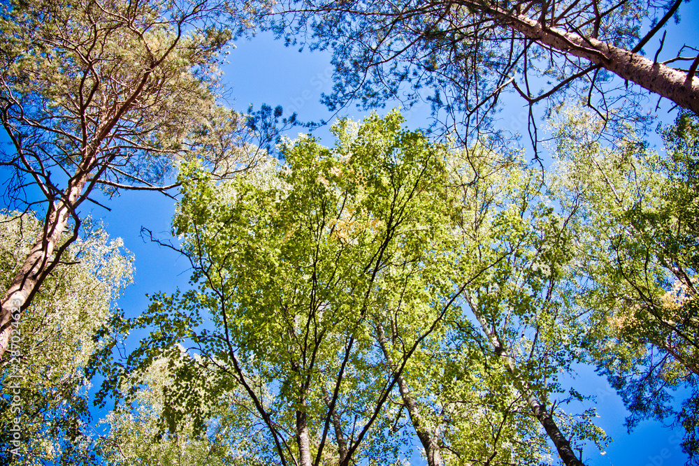 Obraz premium green tree against blue sky