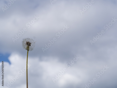 coltsfoot against the blue sky with clouds