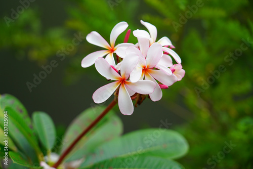Fragrant blossom of white and pink frangipani flowers, also called plumeria and melia