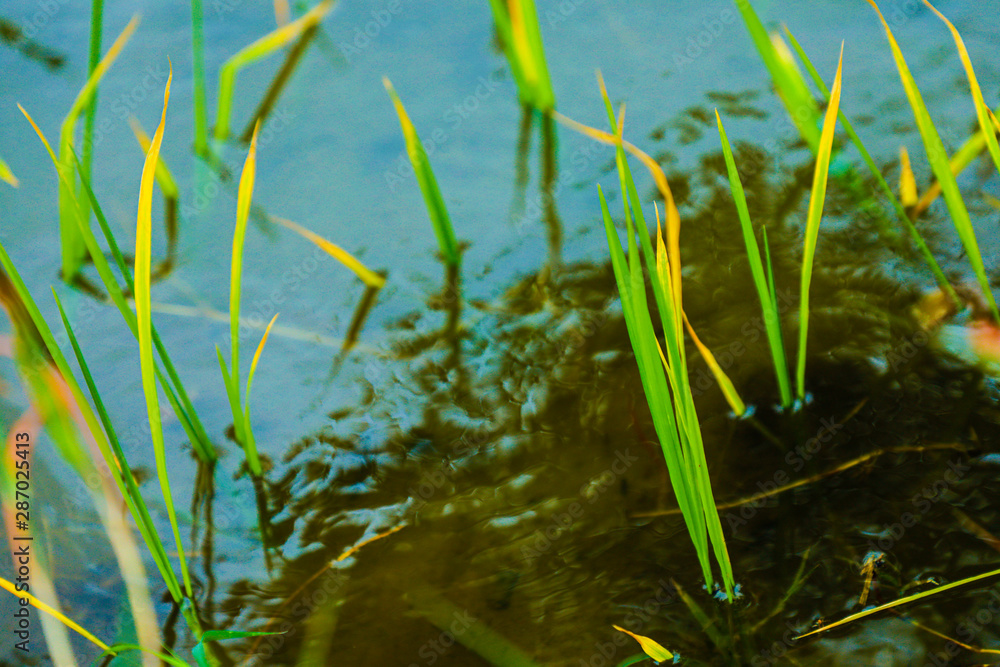 Rice field on landscape background in India Rice field on landscape background in India