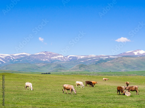 Small group of cows pasturing on green uplands in Georgia © dmitriygut