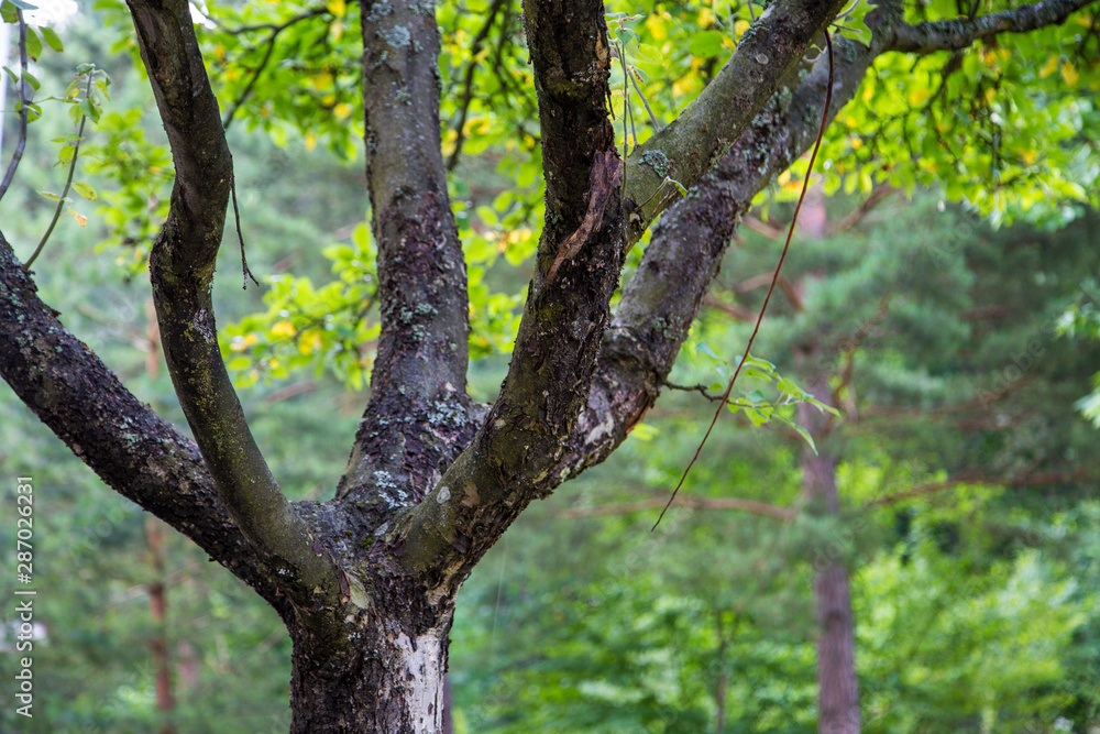 Beautiful trees root and bark in the forest nature landscape green grass