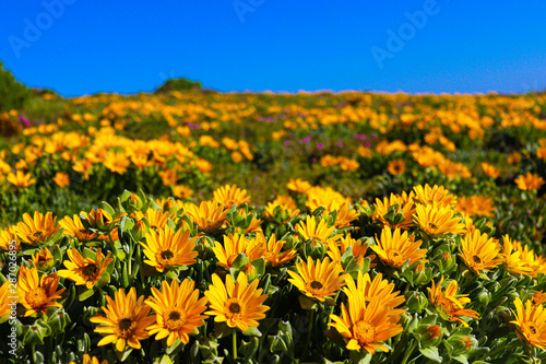 field of sunflowers at west coast national park south africa