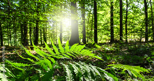 Green fern in a environmental forest on spring