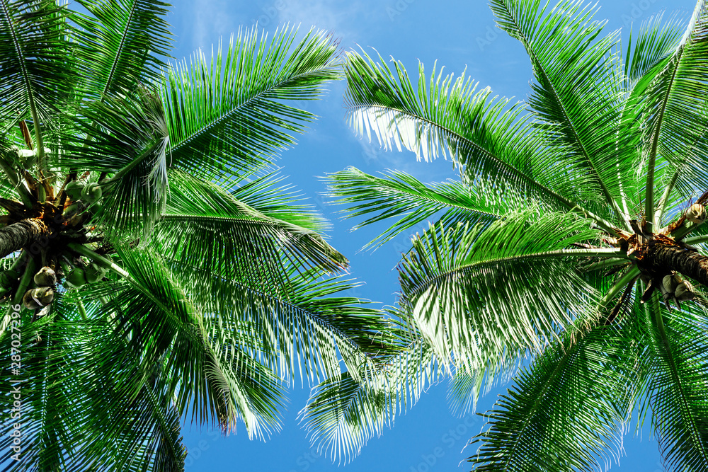 Fototapeta premium Green palm tree against blue sky and white clouds
