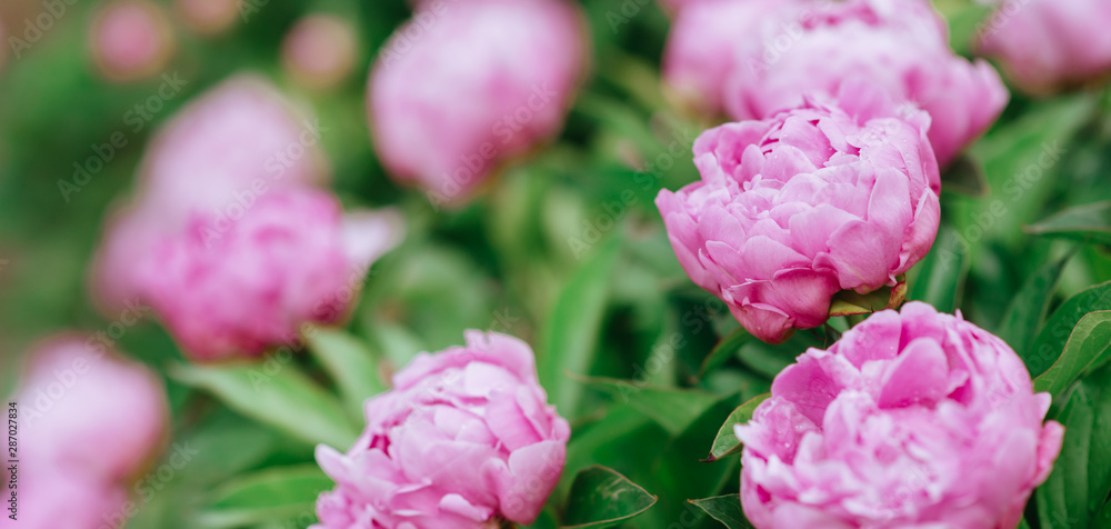 Pink peonies in the garden. Blooming pink peony. Closeup of beautiful pink Peonie flower. Pink peonies in the garden. Blooming pink peony. Closeup of beautiful pink Peonie flower.