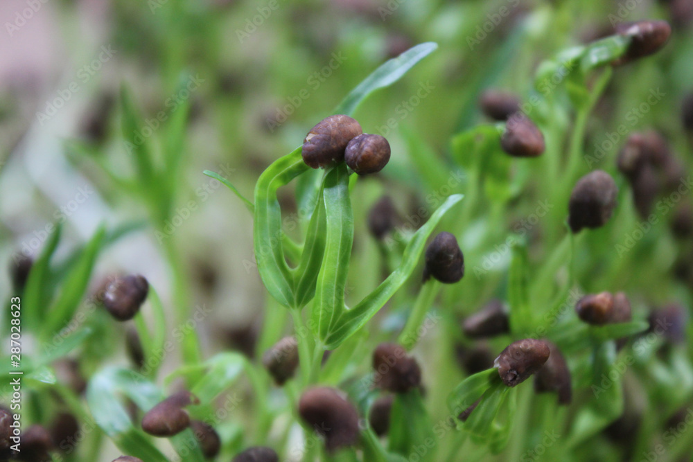 Closeup morning glory sprouts, microgreen sprouts. Closeup morning glory sprouts, microgreen sprouts.