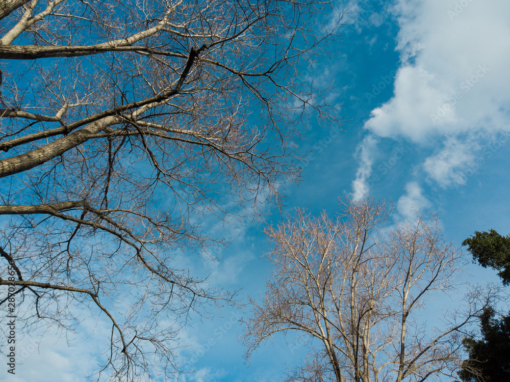 Dry tree branch with blue sky on the background. Dry tree branch with blue sky on the background.