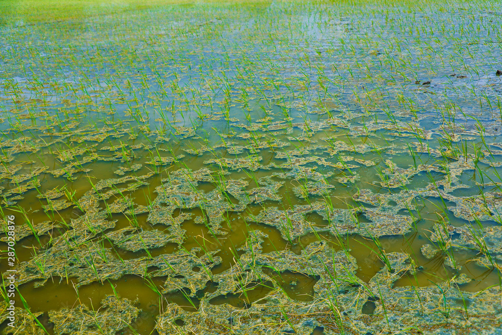 Terraced rice field in water season in India Terraced rice field in water season in India