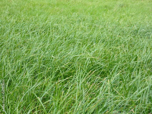 juicy grass. water meadows. Wallpaper