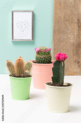 cactus in pot