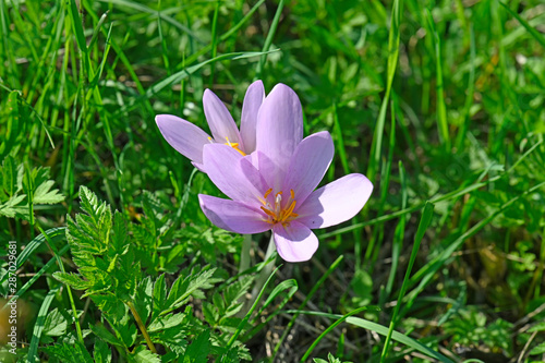 Herbstzeitlose / Herbst-Zeitlose (Colchicum autumnale) - autumn crocus, meadow saffron, naked lady photo