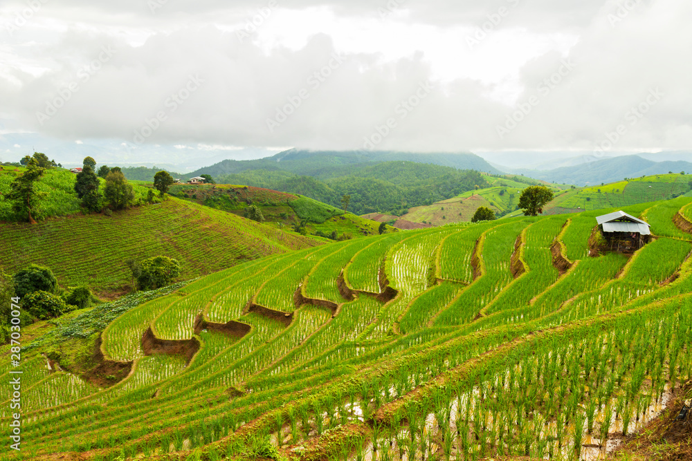Fototapeta premium Rice terrace at Pa-pong-peang , Mae Chaem, Chaing Mai ,North Thailand..